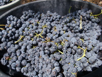 Grape bucket closeup.